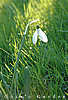 snowdrop