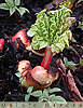 rhubarb