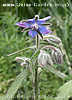 borage