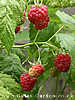 raspberries
