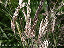 grasses
