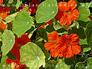 nasturtiums