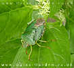 leafbug