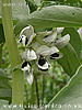 broadbeans