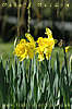 daffs