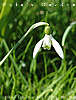 snowdrop