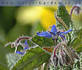 borage