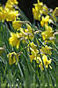 daffs