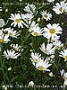 oxeye