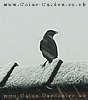 Jackdaw