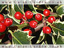 Holly Berries
