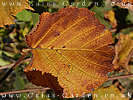 Autumnal Leaves