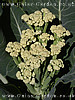 Cauliflower