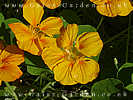 Nasturtium