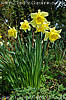 daffs