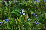 forgetmenot