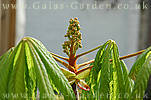 horsechestnut