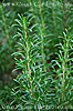 rosemary