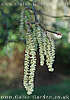 catkins