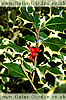 Holly Berries