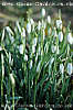 Snowdrops