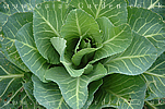 Cabbage