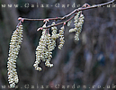 Catkins