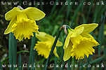 Daffodils