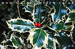 Holly Berries