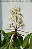 horsechestnut