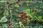 rosehips