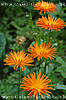 click to view calendula