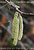 Catkins