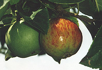 apples